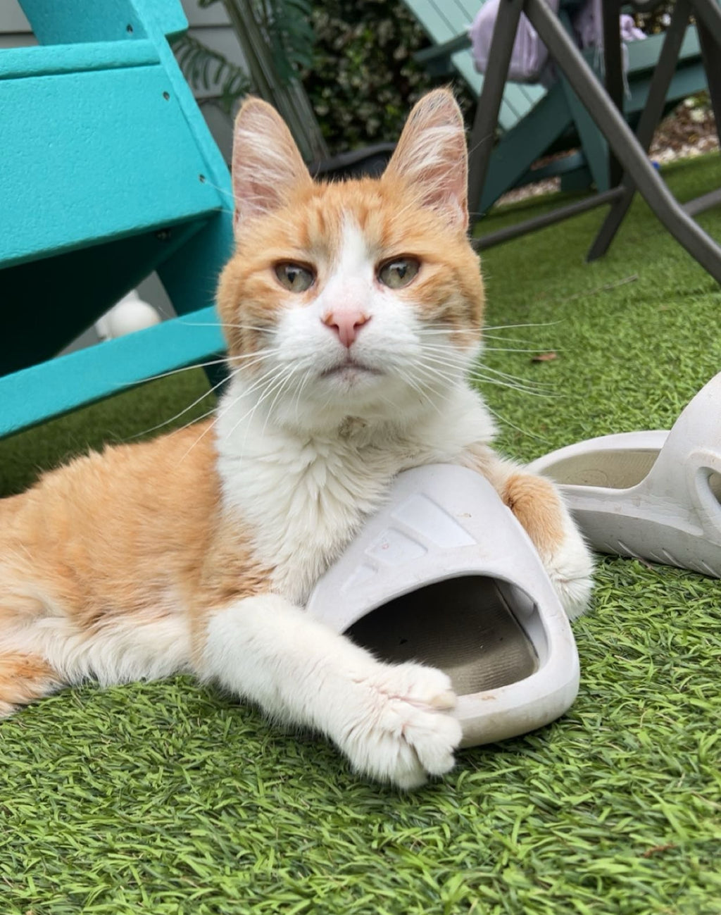 Cat Fry lying on grass with a white sandal on its paw