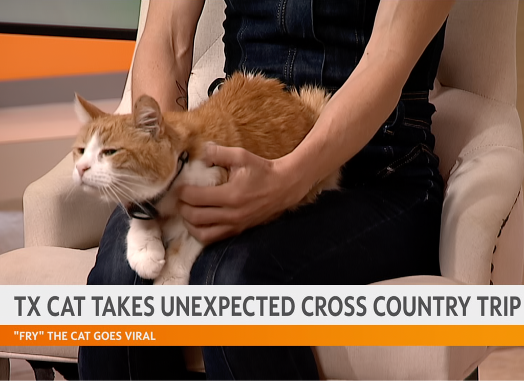 Person holding a cat Fry on a couch with text overlay about the cat's unexpected cross-country trip on a mornings news show.