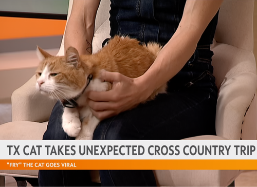 Person holding a cat Fry on a couch with text overlay about the cat's unexpected cross-country trip on a mornings news show.