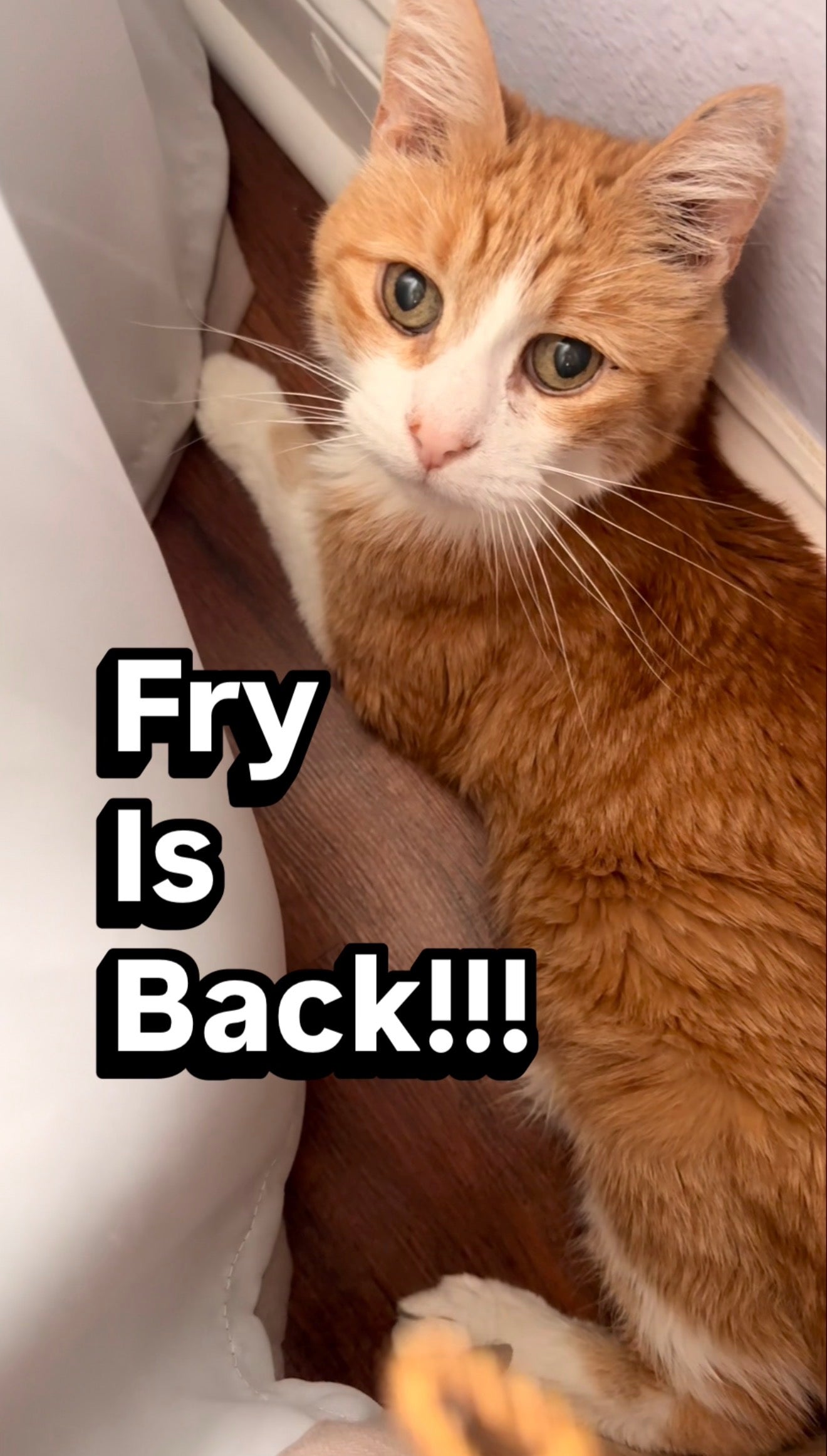 Austin Pickles: The True Story of Fry the Hangover Cat viral instagram road trip adventure